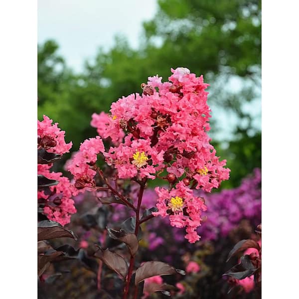 Proven Winners 7 Gal. Pink Flowering PW Deciduous Crape Myrtle