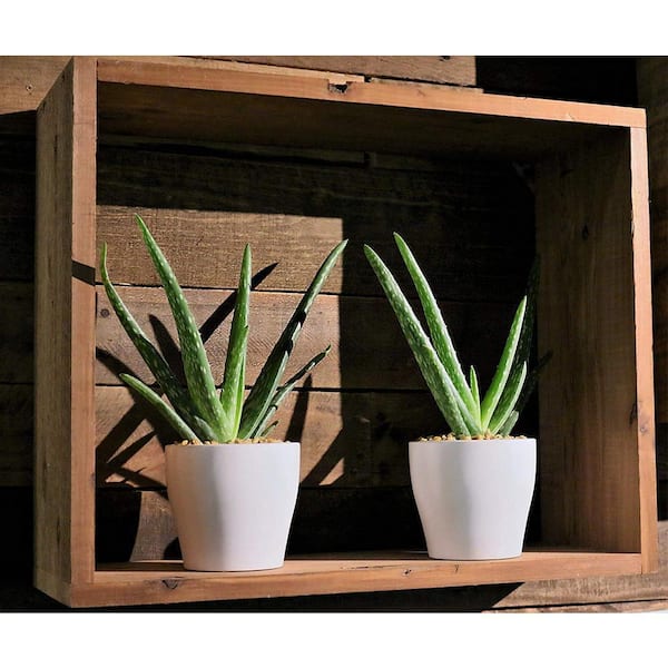 bella palm plant Palm - Parlor