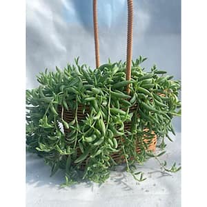 9 in. Senecio Radicans Succulent, With White Flowers