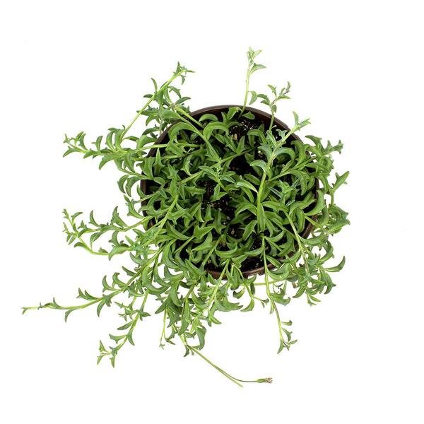 how to care for senecio rowleyanus 'string of pearls' - Leafy Life