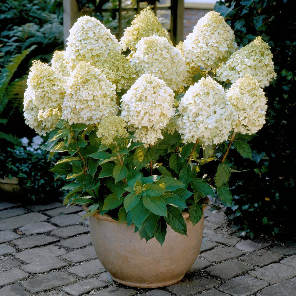 Compact White Hydrangea Flowering Shrub in 1-Gallon Container