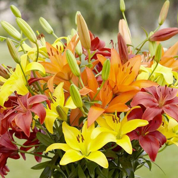 Longfield Gardens Lily Asiatic Sunset Mix Flowering Bulb (9-Pack)