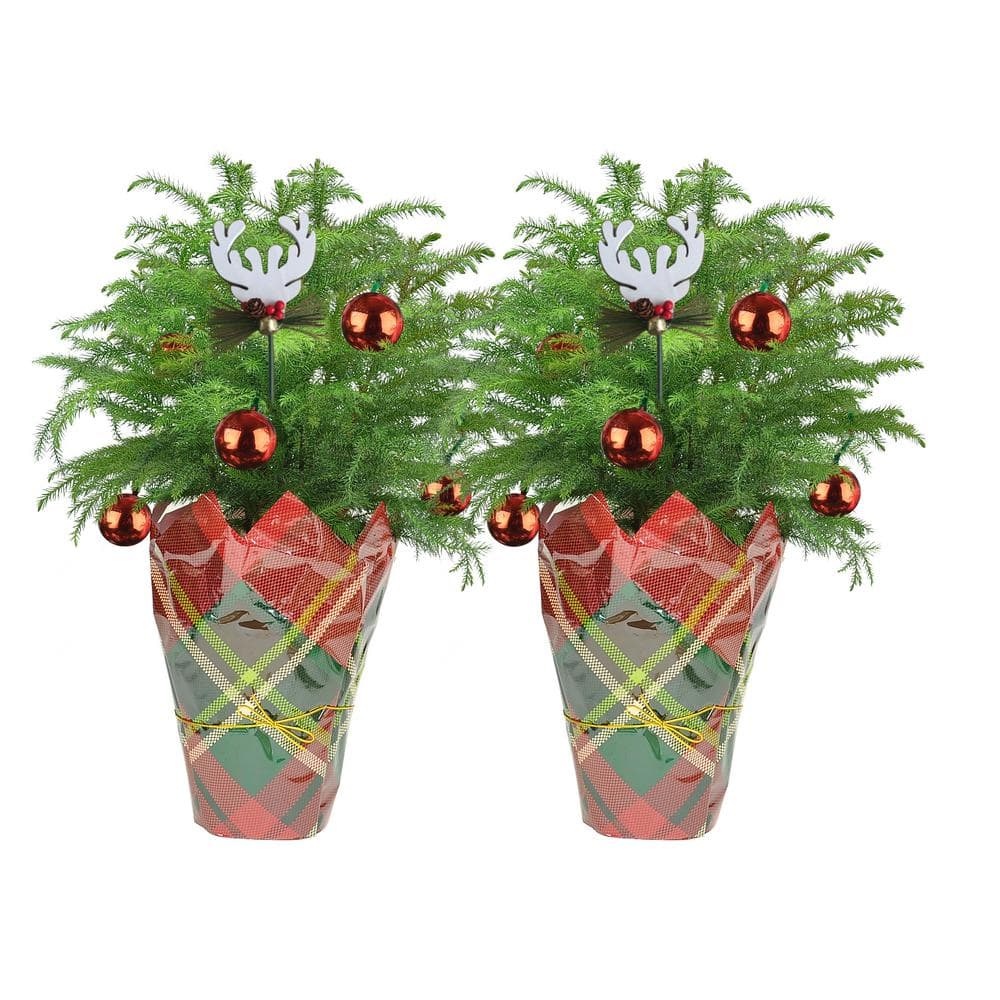 Costa Farms Fresh Norfolk Island Pine In 6 In Grower Pot 18 In To In Tall With Christmas Wrap And Topper 2 Pack 6norfolkpine2pk