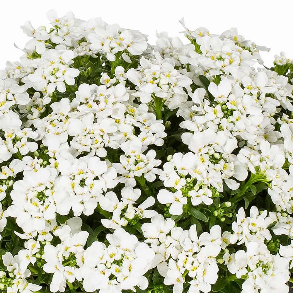 2 Quart White Iberis Perennial Plants in Black Containers (3-Pack)