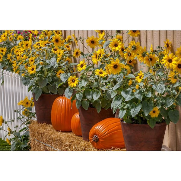sunflower Sunfinity® Yellow Dark Center | Syngenta Flowers