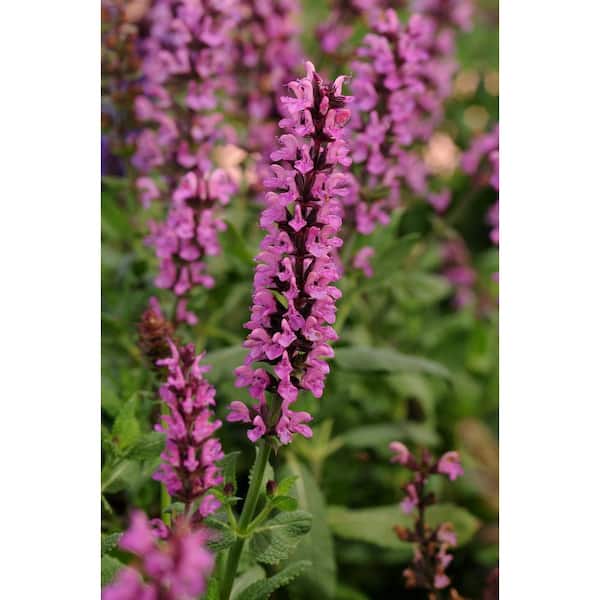 PROVEN WINNERS 1 qt. PW Salvia Unplugged Pink Grande with Pink Flowers Plant