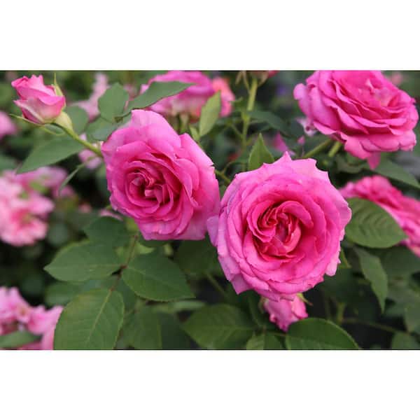 national PLANT NETWORK Bare Root Rose Scentables Raspberry Cupcake