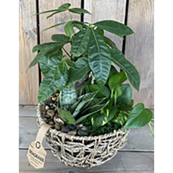 Unbranded Pachira Money Tree Zen Garden (Pachira Aquatica) Plant 10 in.