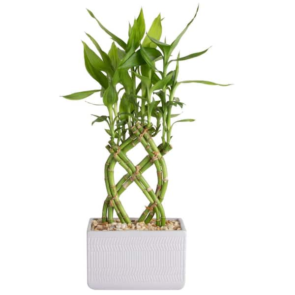 Lucky Bamboo: Indoor Plant Care & Growing Guide