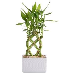Lucky Bamboo Grower's Choice Braid in 5.5 in. Gray Square Ceramic