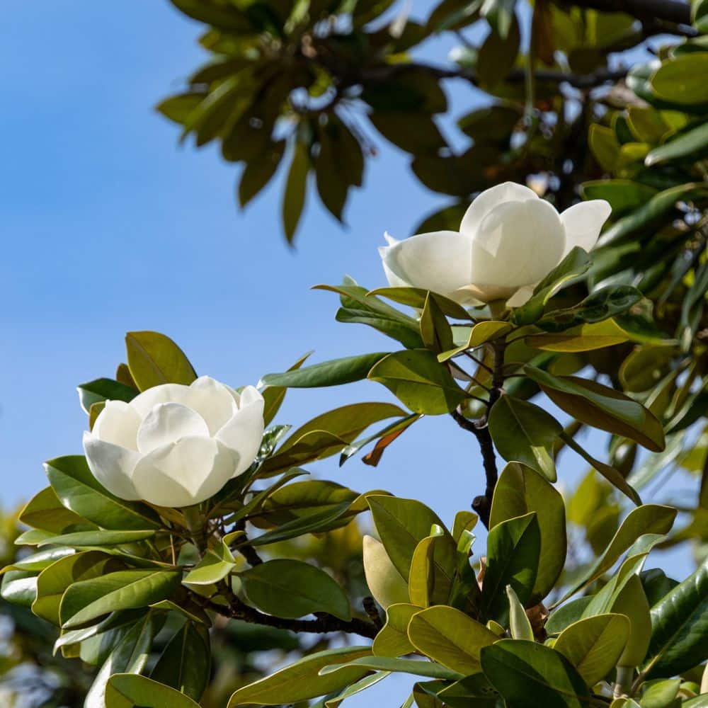 Magnolia Little Gem Tree