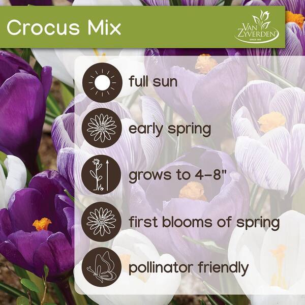 VAN ZYVERDEN Crocus Large Flowering Mix Dormant Bulbs 10060PHD