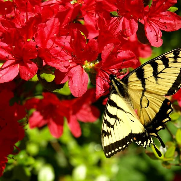 national PLANT NETWORK 2.25 Gal. Azalea Midnite Flare Flowering Shrub with Red Blooms