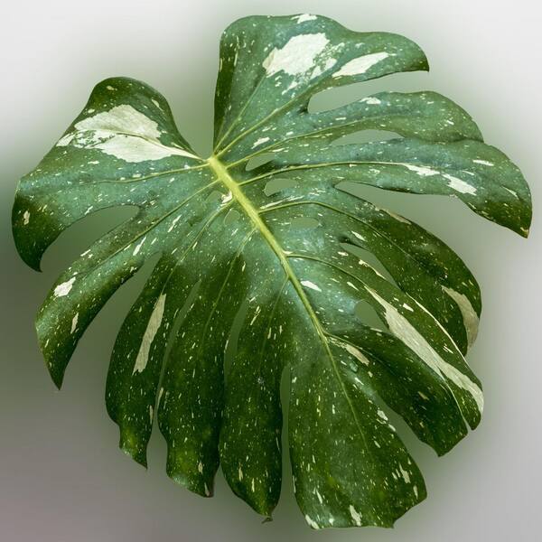 monstera pothos Monstera White Monster 6cm Pot House Plant  Plants For All Seasons