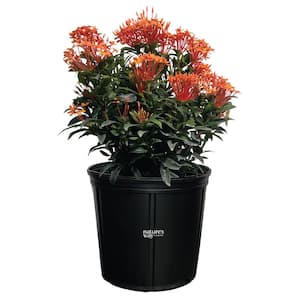 Ixora Taiwanese Orange Live Outdoor Plant in Growers Pot Avg Shipping Height 2 ft. to 3 ft. Tall
