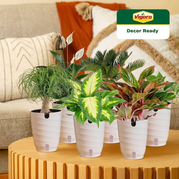 6 in. Peace Lily,Pothos,Sago Palm,Dieffenbachia,Siam and Ponytail Assorted Foliage Plants in White Decor Planter(6-Pack)