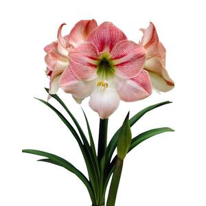 22 cm to 24 cm Economy Apple Blossom Amaryllis Bulb (3-Pack)