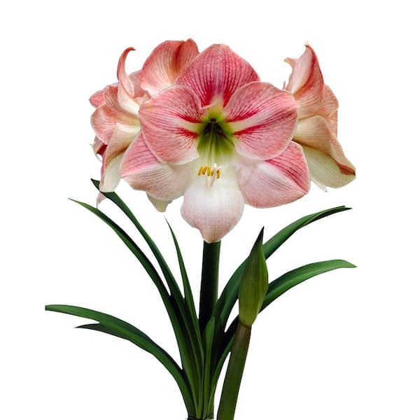 Bloomsz 22 cm to 24 cm Economy Apple Blossom Amaryllis Bulb (3-Pack)