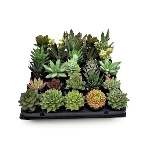 1.66 Oz. Succulent Plant Mix in 1.75 In. Cell Grower's Tray (25-Plants)