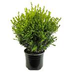 2.25 Gal. Green Mountain Live Boxwood (Buxus) Live Shrub