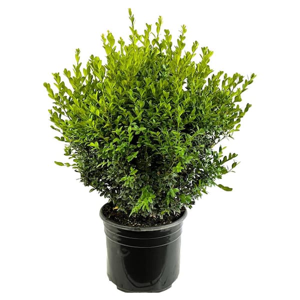 Unbranded 2.25 Gal. Green Mountain Live Boxwood (Buxus) Live Shrub