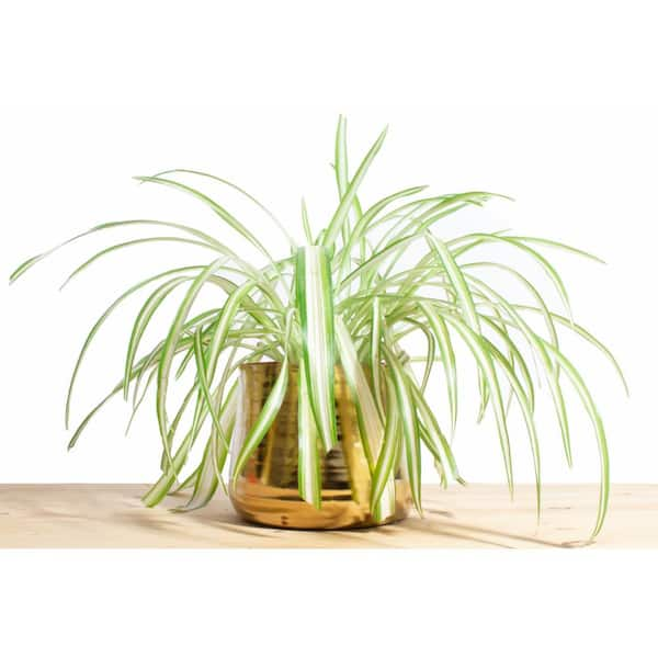 Curly Spider Plant Plant Care: Water, Light, Nutrients