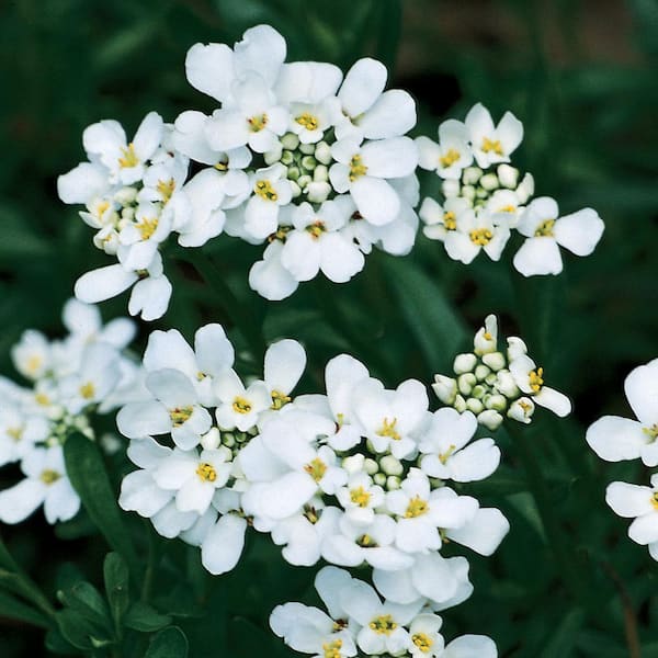 Vigoro 2.6 QT. Vigoro Iberis Candy Tuft Perennial Plant with White Flowers in Grower Pot