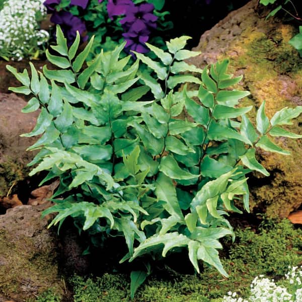 2.5 Qt. Japanese Fern in 6.33 In. Grower's Pot (2-Plants)