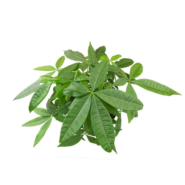 black cardinal.philodendron Buy Philodendron Black Cardinal