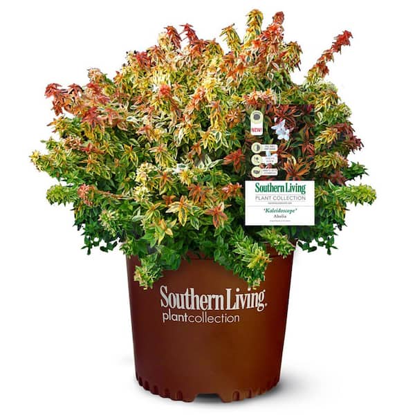 SOUTHERN LIVING 2 Gal. Abelia Tres Amigos Plant with White Blossoms in Grower pot