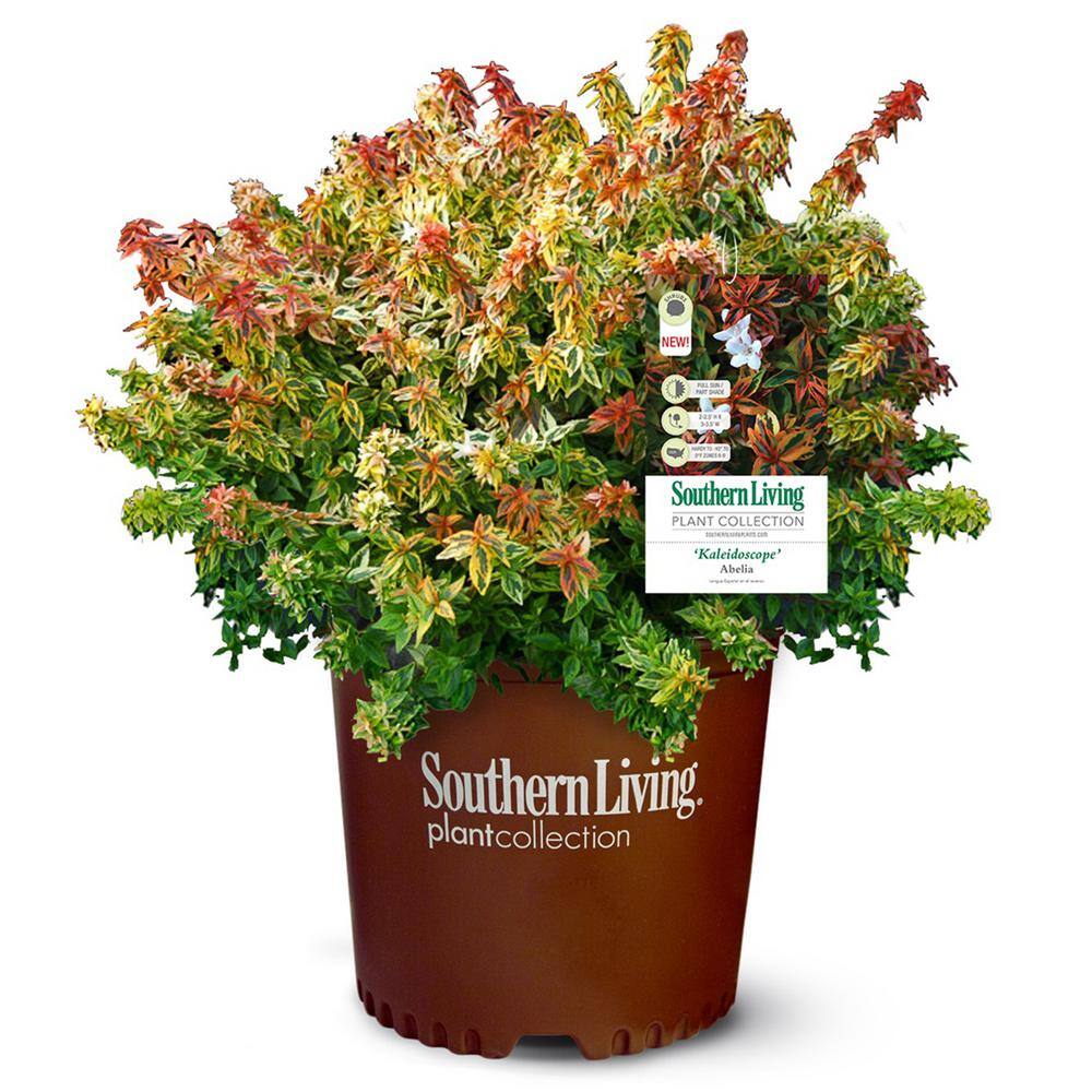 SOUTHERN LIVING 2 Gal. Abelia Tres Amigos Plant with White Blossoms in