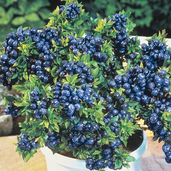 Gurney's Tophat Blueberry (Vaccinium), Live Bareroot Plant, White Flowering Fruiting Shrub (1-Pack)