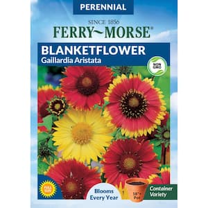 Blanketflower Flower Seed