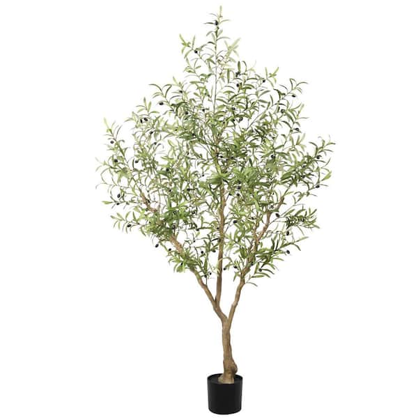 Olive Tree Home Depotnull