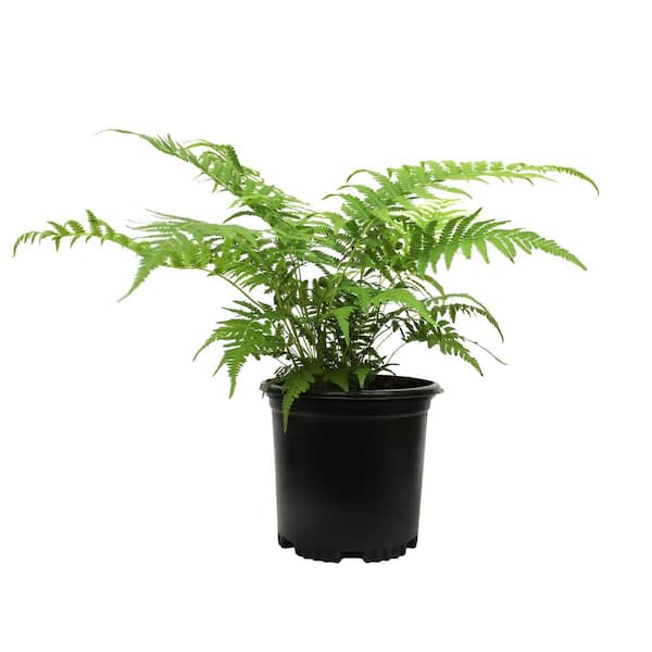 2 QT. Southern Wood Fern (Thelypteris Kunthii) Garden Perennial Shrub Plant in Grower Pot