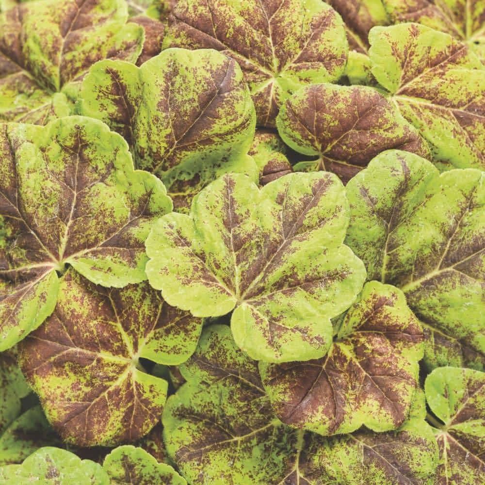 proven-winners-perennials-