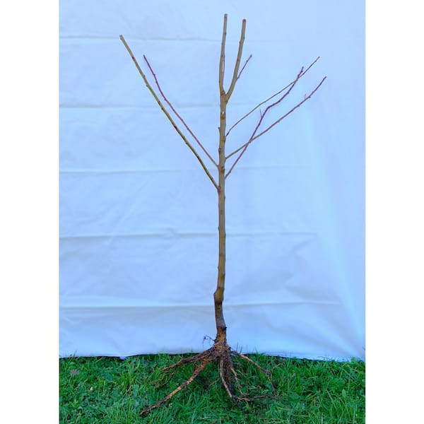Online Orchards Dwarf Red Delicious Apple Tree Bare Root