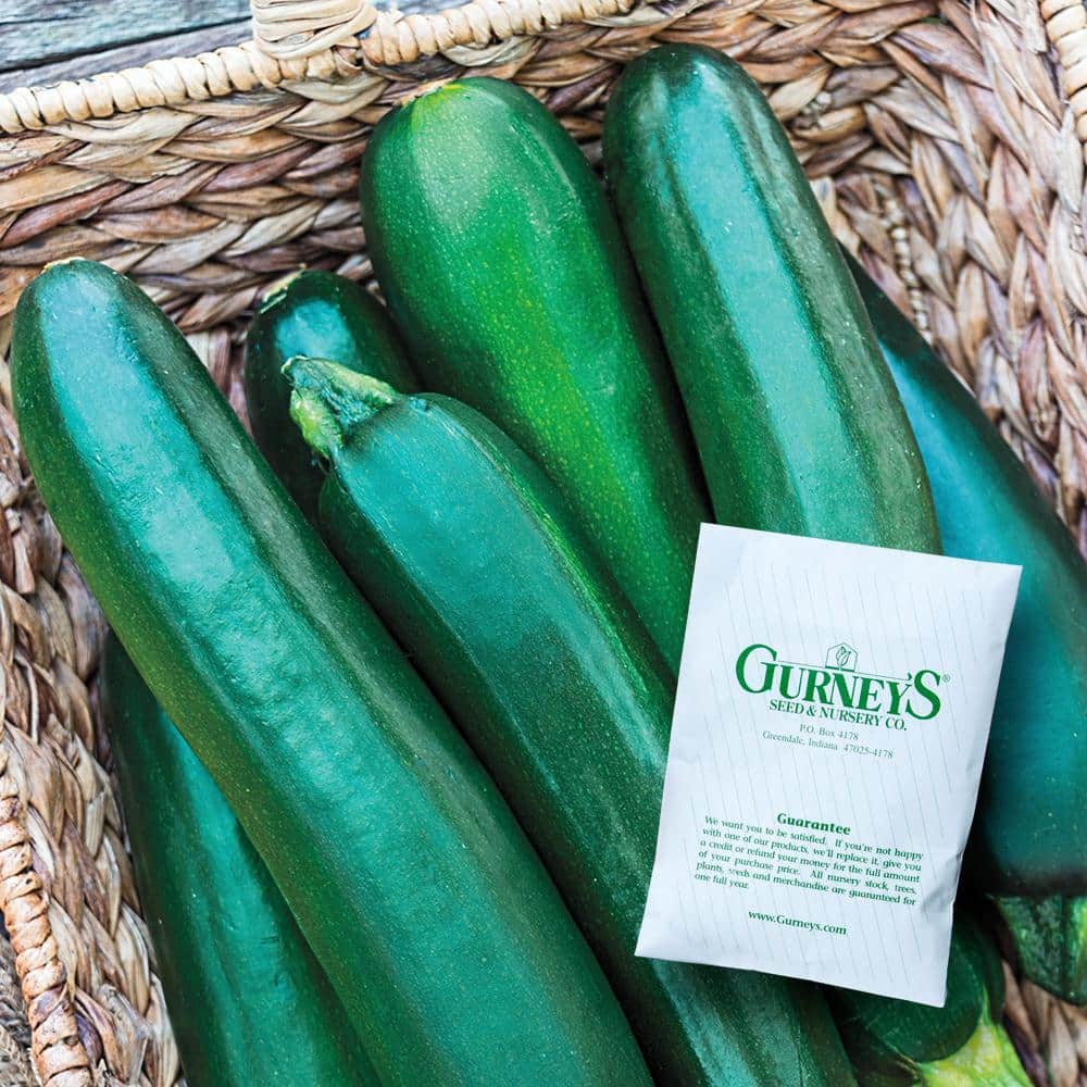 クチナシ Gurney's Squash Summer Improved Zucchini Hybrid (20 Seed Packet