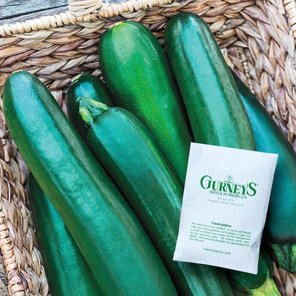 Gurney's Squash Summer Improved Zucchini Hybrid (20 Seed Packet