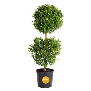 Eugenia 2-Ball Topiary Indoor/Outdoor Shrub Plant in 10 in. Grower Pot, Avg. Shipping Height 3-4 ft. Tall