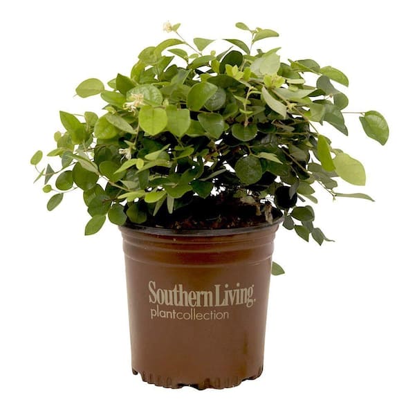 2 Gal. Emerald Snow Semi-Dwarf Loropetalum, Evergreen Shrub with Green Foliage, White Ribbon Blooms