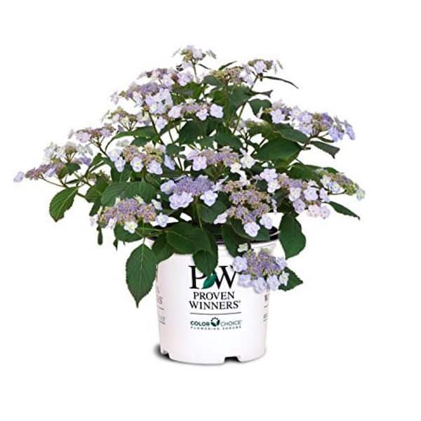 PROVEN WINNERS 3 Gal. Tiny Tuff Stuff Mountain Hydrangea, Live Plant with Dwarf Pink Blue Flowers, Zone 5-9 (1 Pack)