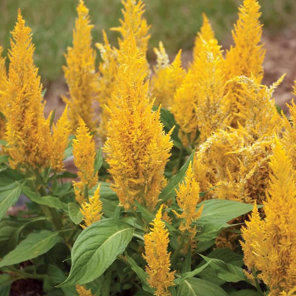 Costa Farms 1.25-Pint Yellow Cock's Comb Celosia Plant
