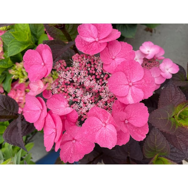 BLOOMIN' EASY Jumbo Pint Pink Dynamo Hydrangea Serrata Live Shrub, White and Green to Vermillion Red Flowers