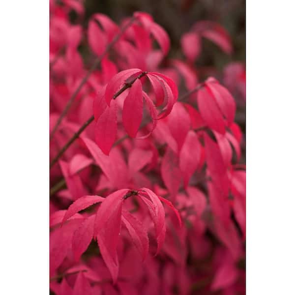 PROVEN WINNERS 3 Gal. 'Unforgettable Fire' Burning Bush (Euonymus alatus) Live Shrub