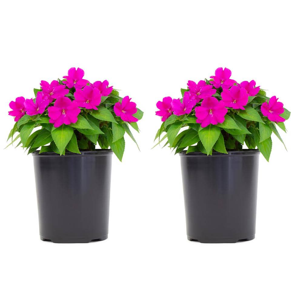 2.5 Qt. Compact Lilac  Impatiens Outdoor Annual Plant with Purple Flowers in 6.3 in. Grower's Pot (2-Pack) price history on PriceWatchPro