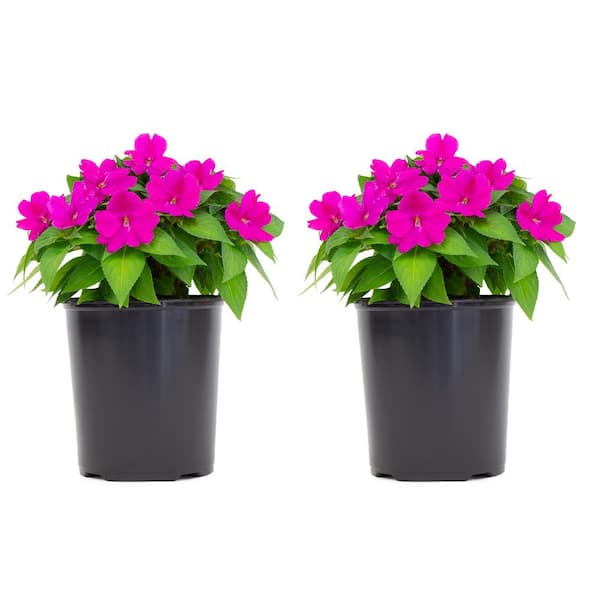 SunPatiens 2.5 Qt. Compact Lilac SunPatiens Impatiens Outdoor Annual Plant with Purple Flowers in 6.3 in. Grower's Pot (2-Pack)