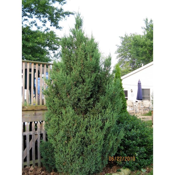 Cottage Gardens 2 Gal. Juniper Blue Point Shrub