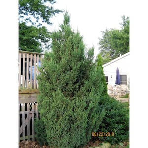 Cottage Gardens 5 Gal. Juniper Blue Point Shrub 13JUN5BPO - The Home Depot