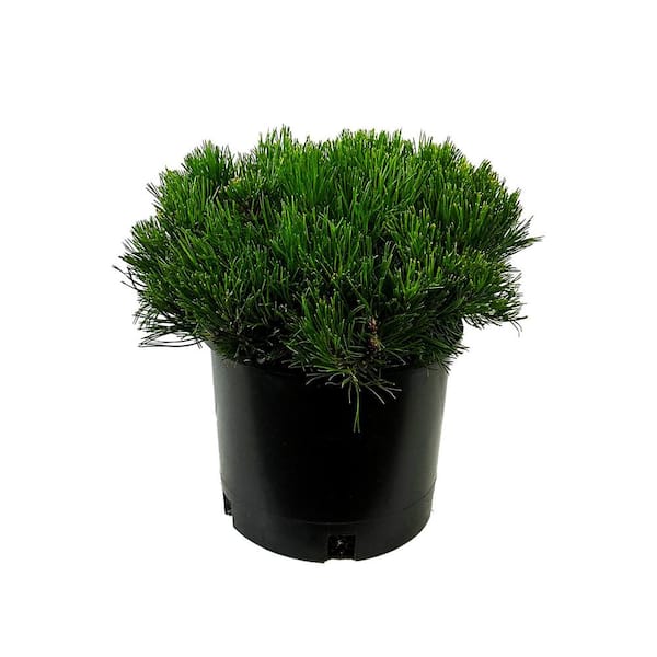 1.5 Gal. Dwarf Mugo Pine Live Shrub with Dark Green Needled Foliage ...